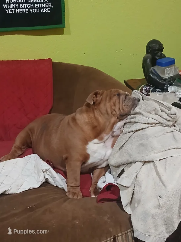 Sriracha  – English Bulldog puppy for sale in Marietta, OK
