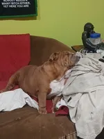 Sriracha , a female English Bulldog for sale in Marietta, OK – 1 of 7