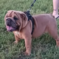 💗BLUE SABLE SOLD, a female English Bulldog for sale in Marietta, OK – Photo 4 of 10