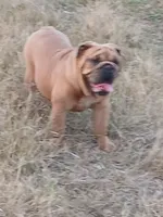 💗BLUE SABLE SOLD, a female English Bulldog for sale in Marietta, OK – Photo 2 of 10