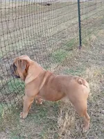 💗BLUE SABLE SOLD, a female English Bulldog for sale in Marietta, OK – Photo 10 of 10