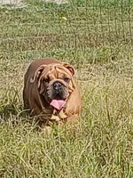 💗BLUE SABLE SOLD, a female English Bulldog for sale in Marietta, OK – Photo 6 of 10