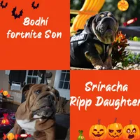 💗BLUE SABLE SOLD, a female English Bulldog for sale in Marietta, OK – Photo 8 of 10