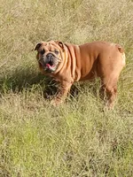 💗BLUE SABLE SOLD, a female English Bulldog for sale in Marietta, OK – Photo 1 of 10