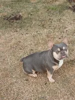 Ranaal Lilac tan, a female French Bulldog for sale in Marietta, OK – Photo 4 of 10