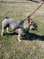 Ranaal Lilac tan, a female French Bulldog for sale in Marietta, OK – Photo 1 of 10