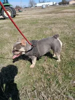 Ranaal Lilac tan, a female French Bulldog for sale in Marietta, OK – Photo 9 of 10