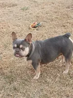 Ranaal Lilac tan, a female French Bulldog for sale in Marietta, OK – Photo 2 of 10