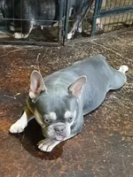 Ranaal Lilac tan, a female French Bulldog for sale in Marietta, OK – Photo 6 of 10