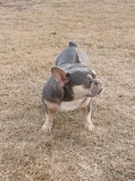 Ranaal Lilac tan, a female French Bulldog for sale in Marietta, OK – Photo 8 of 10