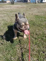 Ranaal Lilac tan, a female French Bulldog for sale in Marietta, OK – Photo 10 of 10