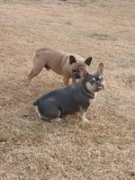 Ranaal Lilac tan, a female French Bulldog for sale in Marietta, OK – Photo 7 of 10