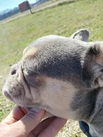 Ranaal Lilac tan, a female French Bulldog for sale in Marietta, OK – Photo 5 of 10