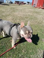Ranaal Lilac tan, a female French Bulldog for sale in Marietta, OK – Photo 3 of 10