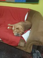 Sriracha , a female English Bulldog for sale in Marietta, OK – 3 of 6