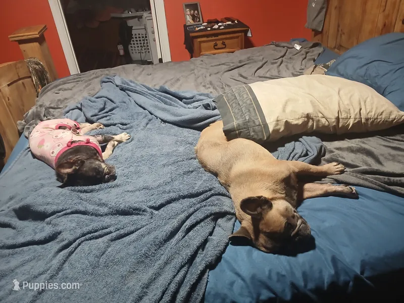 BluSableFluffCarrier💙u – French Bulldog puppy for sale in Marietta, OK