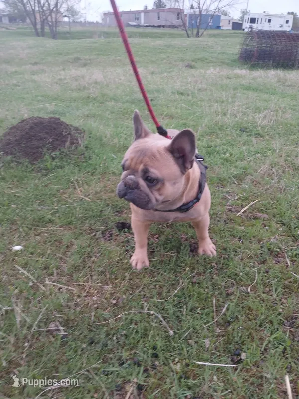 Blue Boy – French Bulldog puppy for sale in Marietta, OK