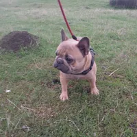 Blue Boy, a male French Bulldog for sale in Marietta, OK – Photo 3 of 8