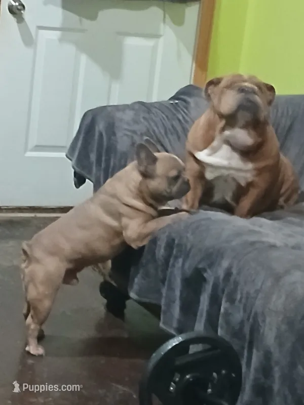 Blue Boy – French Bulldog puppy for sale in Marietta, OK