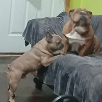 Blue Boy, a male French Bulldog for sale in Marietta, OK – Photo 4 of 8