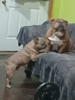 Blue Boy, a male French Bulldog for sale in Marietta, OK – Photo 8 of 10