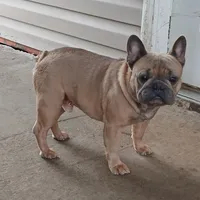 Blue Boy, a male French Bulldog for sale in Marietta, OK – Photo 7 of 8