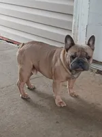 Blue Boy, a male French Bulldog for sale in Marietta, OK – Photo 1 of 10