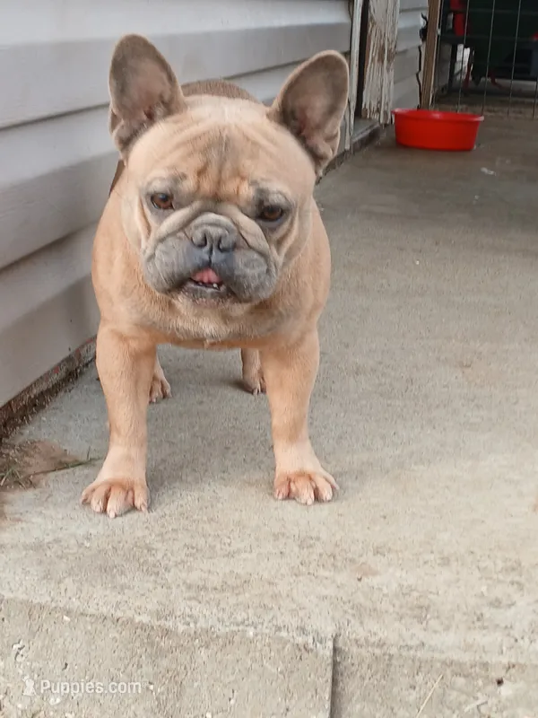 Blue Boy – French Bulldog puppy for sale in Marietta, OK