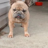 Blue Boy, a male French Bulldog for sale in Marietta, OK – Photo 1 of 8