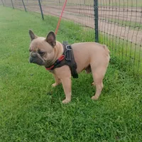 Blue Boy, a male French Bulldog for sale in Marietta, OK – Photo 5 of 8