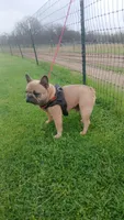 Blue Boy, a male French Bulldog for sale in Marietta, OK – Photo 7 of 10