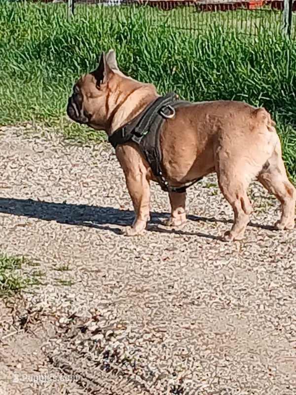 Blue Boy – French Bulldog puppy for sale in Marietta, OK