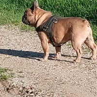 Blue Boy, a male French Bulldog for sale in Marietta, OK – Photo 8 of 8
