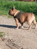Blue Boy, a male French Bulldog for sale in Marietta, OK – Photo 9 of 10