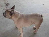 Blue Boy, a male French Bulldog for sale in Marietta, OK – Photo 10 of 10