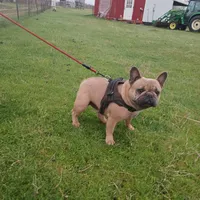Blue Boy, a male French Bulldog for sale in Marietta, OK – Photo 6 of 8