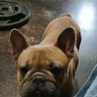 Blue Boy, a male French Bulldog for sale in Marietta, OK – Photo 2 of 8