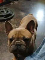 Blue Boy, a male French Bulldog for sale in Marietta, OK – Photo 4 of 10