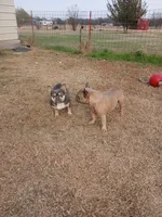 Blue Boy, a male French Bulldog for sale in Marietta, OK – Photo 5 of 10