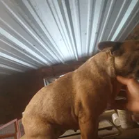 FrecklesSPAYED, a female French Bulldog for sale in Marietta, OK – Photo 2 of 9