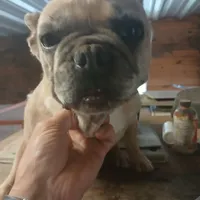 FrecklesSPAYED, a female French Bulldog for sale in Marietta, OK – Photo 9 of 9