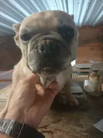 FrecklesSPAYED, a female French Bulldog for sale in Marietta, OK – Photo 5 of 9