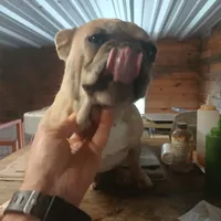 FrecklesSPAYED, a female French Bulldog for sale in Marietta, OK – Photo 5 of 9