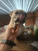 FrecklesSPAYED, a female French Bulldog for sale in Marietta, OK – Photo 4 of 9