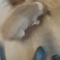 FrecklesSPAYED, a female French Bulldog for sale in Marietta, OK – Photo 8 of 9