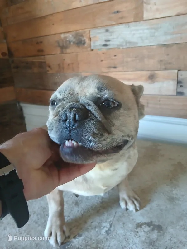 FrecklesSPAYED – French Bulldog puppy for sale in Marietta, OK