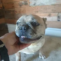 FrecklesSPAYED, a female French Bulldog for sale in Marietta, OK – Photo 3 of 9