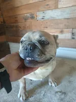 FrecklesSPAYED, a female French Bulldog for sale in Marietta, OK – Photo 3 of 9