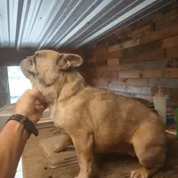 FrecklesSPAYED, a female French Bulldog for sale in Marietta, OK – Photo 1 of 9