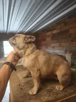 FrecklesSPAYED, a female French Bulldog for sale in Marietta, OK – Photo 2 of 9